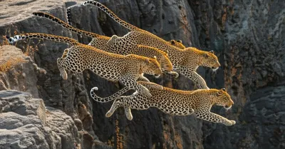 Illustration leaps - Image 1