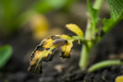 Illustration palmers - Image 1