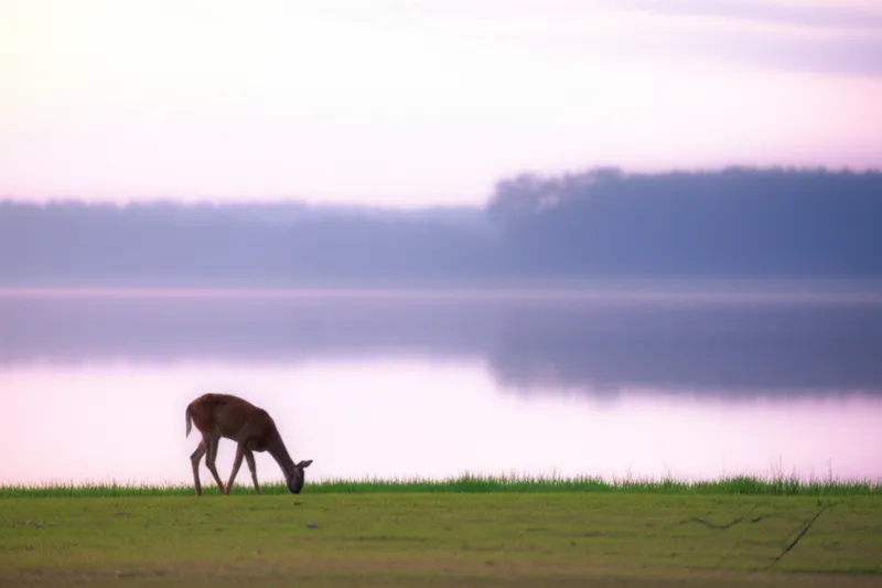 Illustration visuelle de tranquillise: Tranquilliser, calmer - Image 1
