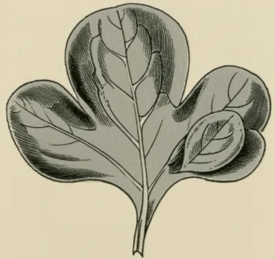 Illustration lobule - Image 1