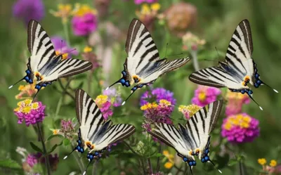 Illustration zebras - Image 1