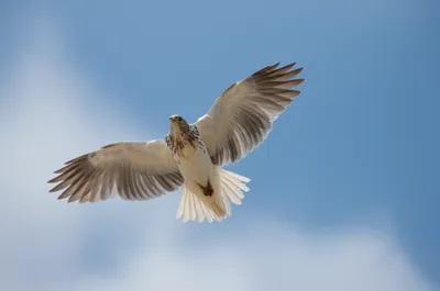Illustration underwings - Image 1
