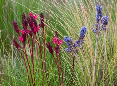 Illustration sedge - Image 1