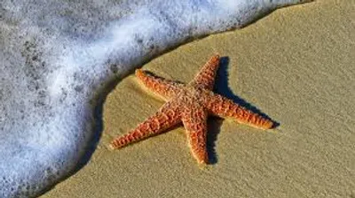 Illustration starfish - Image 2