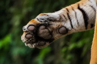 Illustration sheathing - Image 1