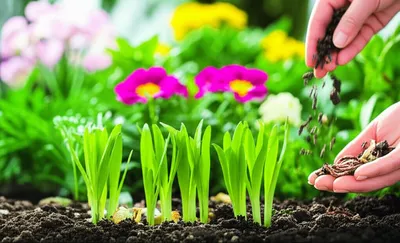 Illustration fertiliser