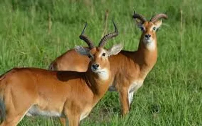 Illustration antelope - Image 2