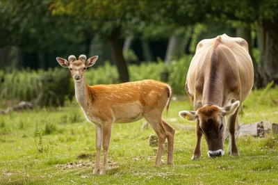 Illustration humble - Image 1