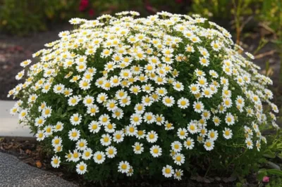 Illustration marguerites - Image 1