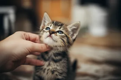 Illustration scuff - Image 1