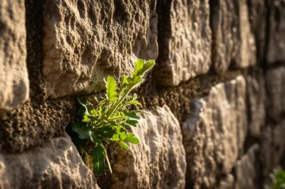 Illustration pellitory