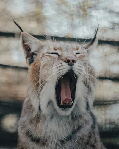 Illustration gaped - Image 2