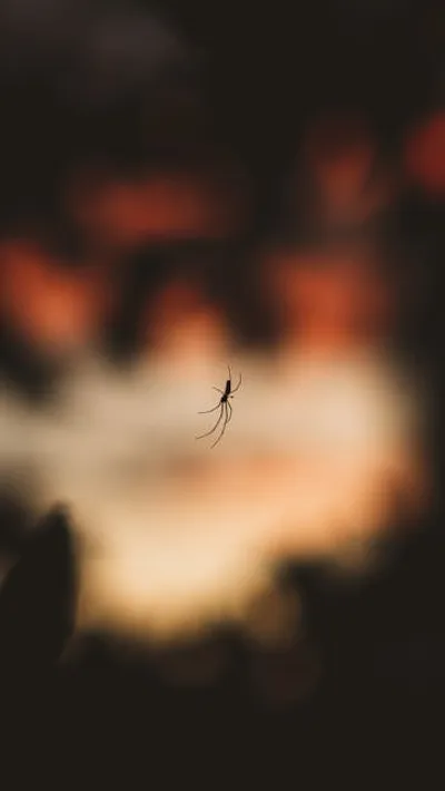 Illustration hovers - Image 2