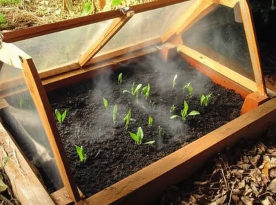 Illustration hotbed - Image 1