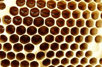 Illustration cell - Image 1