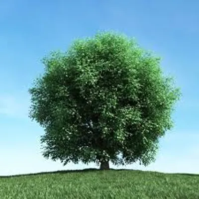 Illustration leafy - Image 2