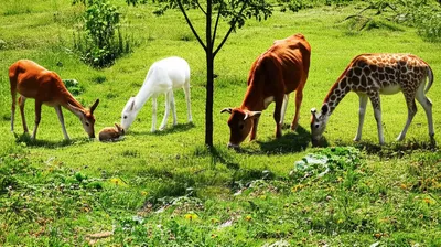 Illustration herbivore