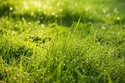 Illustration verdant - Image 1