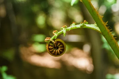 Illustration sporophores - Image 1