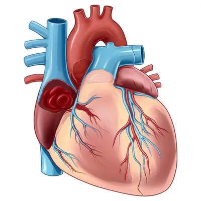 Illustration coronary - Image 1