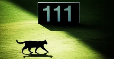 Illustration nelson - Image 1