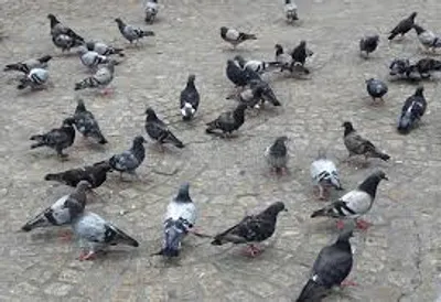 Illustration kit - Image 2