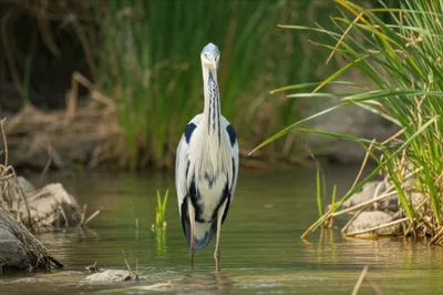 Illustration frank - Image 1