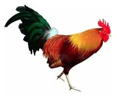 Illustration cock - Image 2