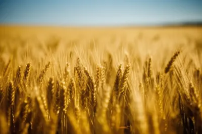 Illustration wavy - Image 1