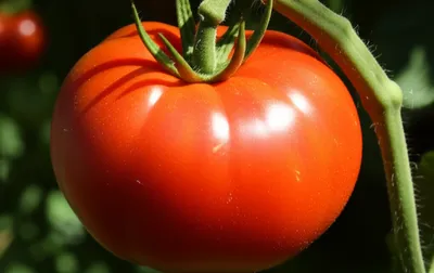 Illustration riper - Image 1