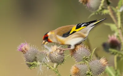 Illustration finch - Image 1