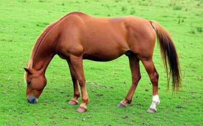 Illustration foundering - Image 1