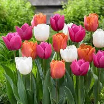 Illustration tulip - Image 2