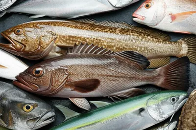 Illustration cod - Image 1