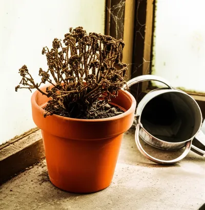 Illustration neglected - Image 1