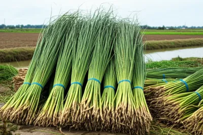 Illustration jute - Image 1