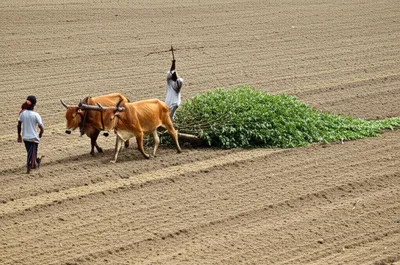 Illustration bush - Image 1