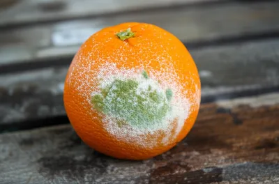 Illustration mildew - Image 1