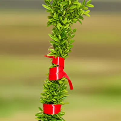 Illustration tied - Image 1