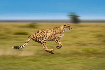 Illustration dashes - Image 1