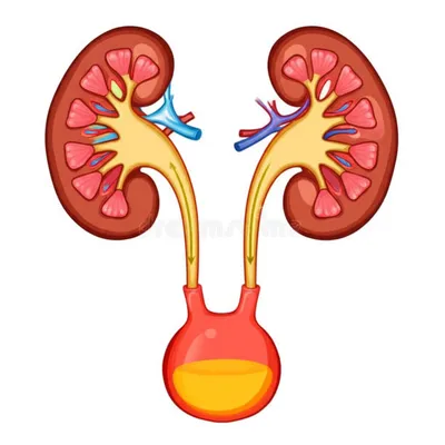 Illustration ureter - Image 1