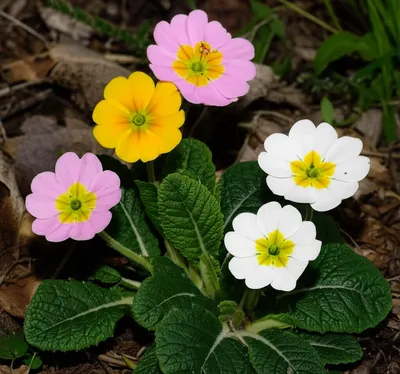 Illustration primroses - Image 1