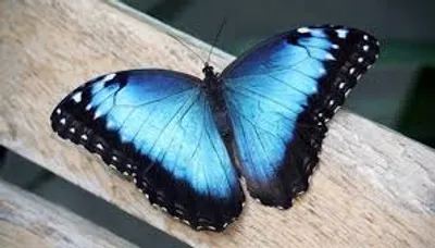 Illustration blue - Image 2