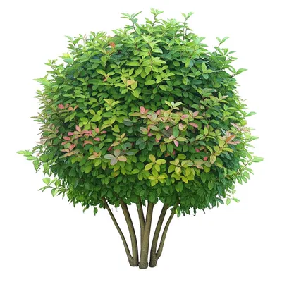 Illustration bush - Image 1