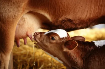 Illustration colostrum