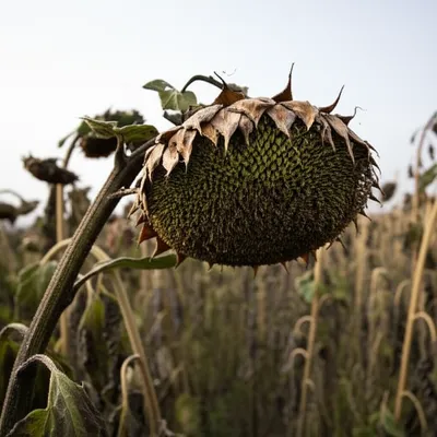 Illustration sickly - Image 1