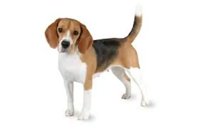 Hình ảnh minh họa beagle - Ảnh 2