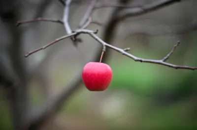 Illustration dangled - Image 1