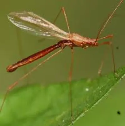 Illustration spindly - Image 2