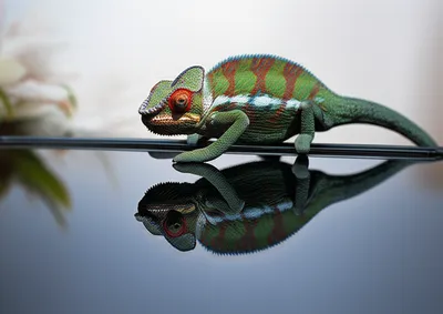 Illustration lies - Image 1